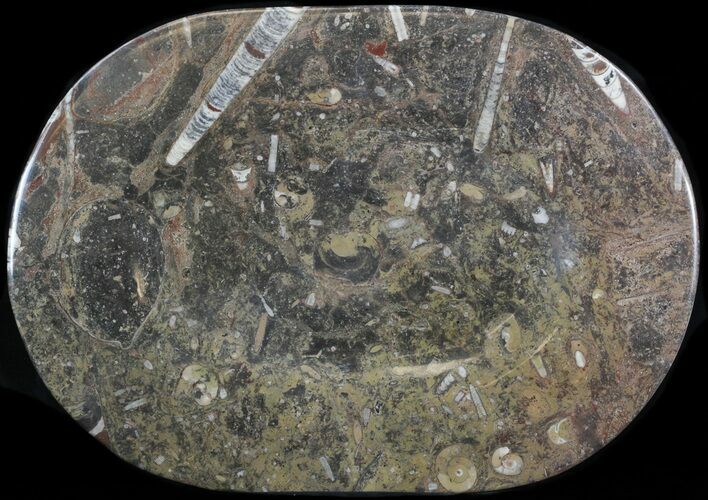 -/ Fossil Orthoceras & Goniatite Plate - Stoneware #40537